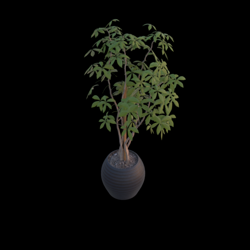 Ficus NVS result