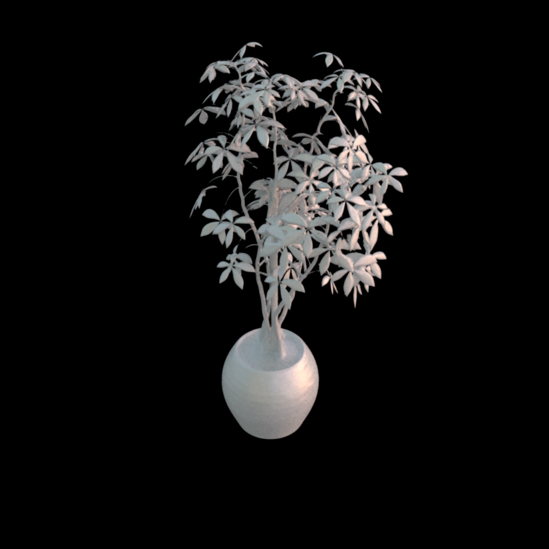 Ficus light only result